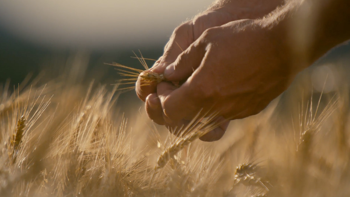 White Oak Research Forest