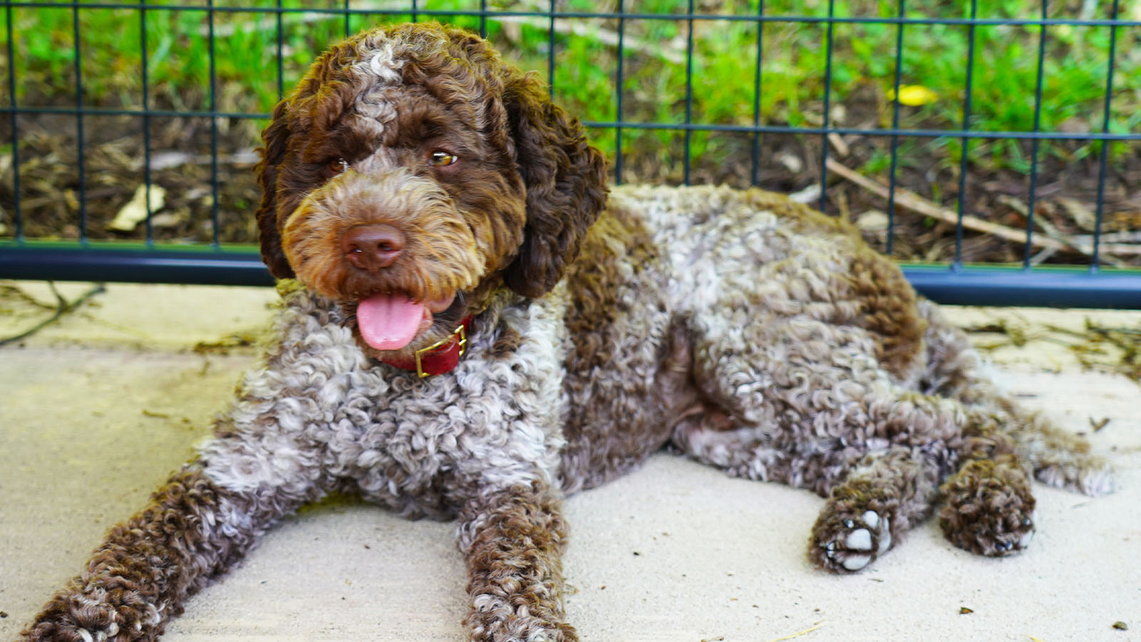 Star truffle dog makers mark