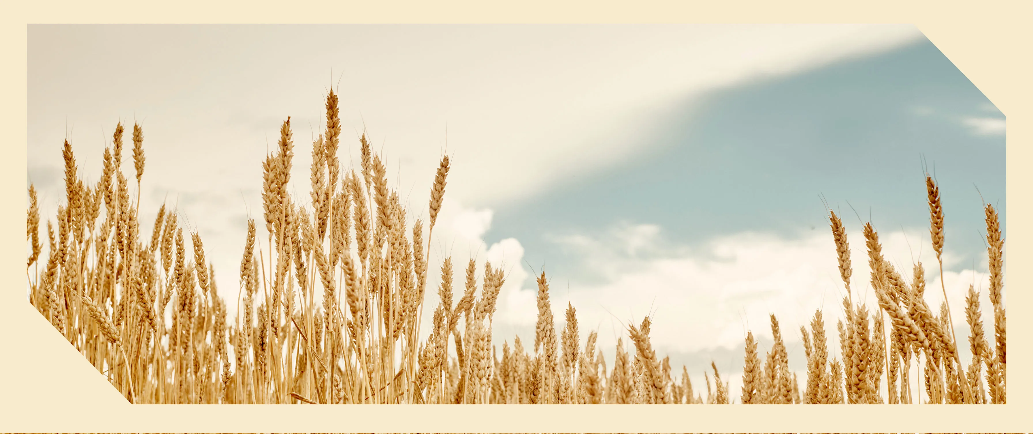 Regenerative Alliance Bourbon Makers Mark 