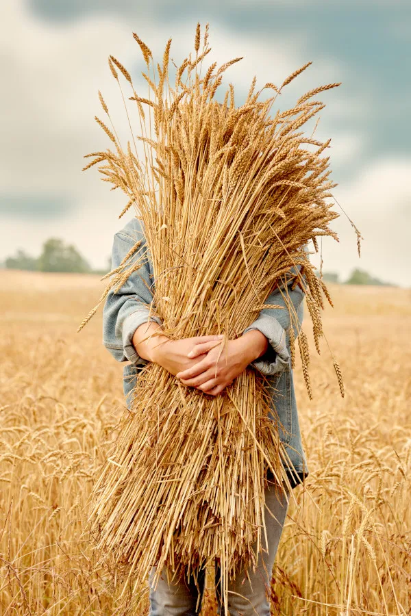 Star Hill Farm Wheat Whisky Fields Holding Wheat