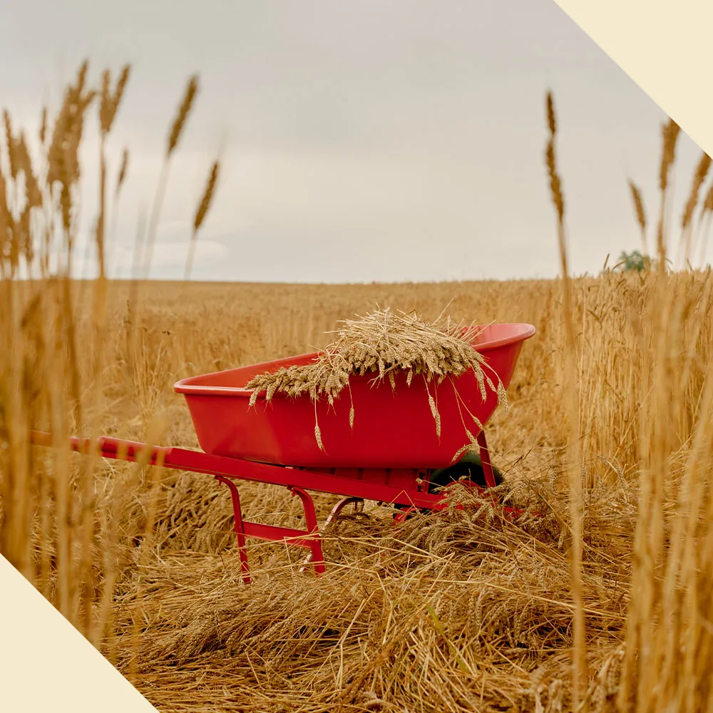 Mission to transform acres of farmland Bourbon Maker’s Mark