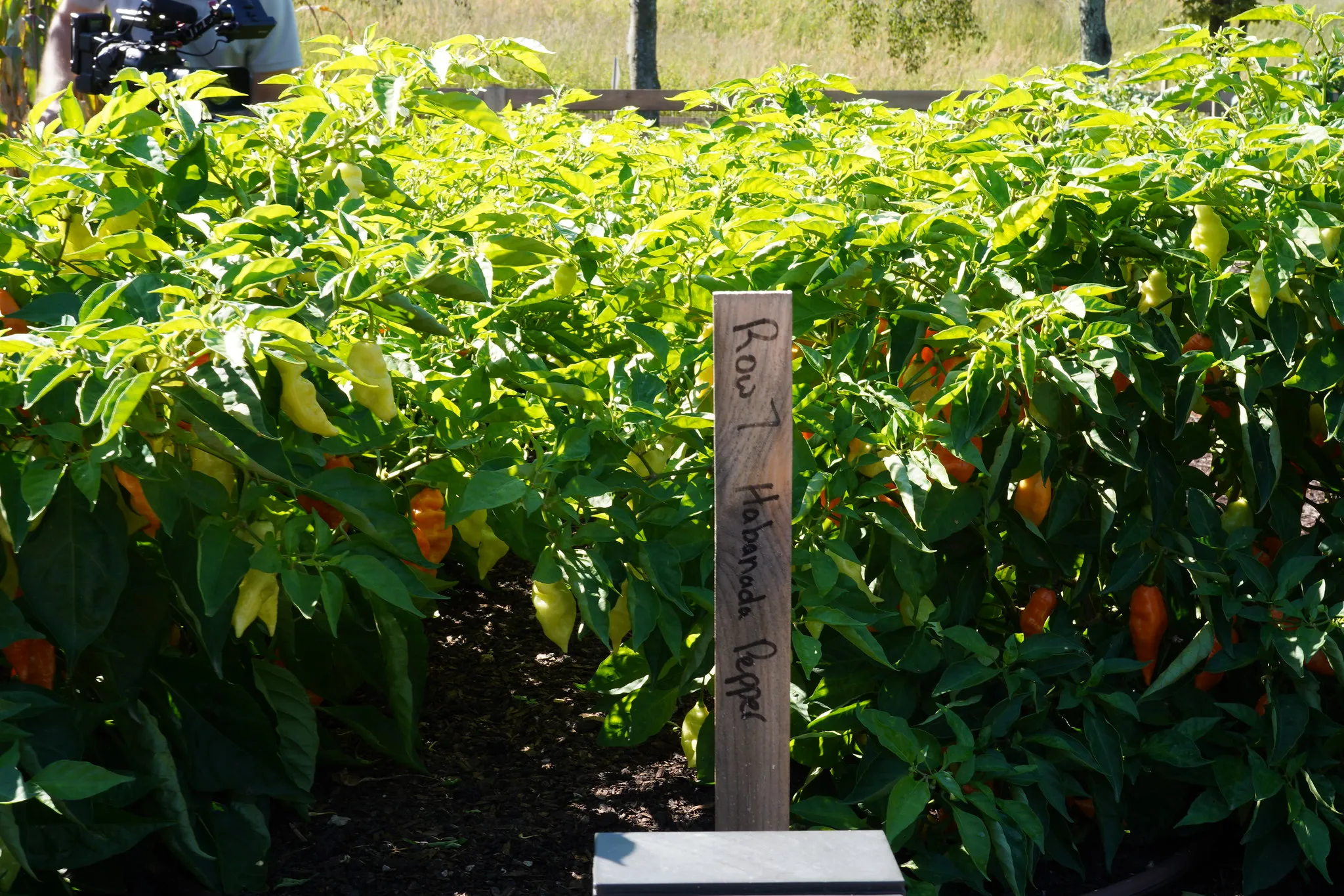 row pepper plantation